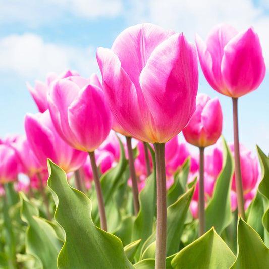 Pink Tulips & White Jasmine Fragrance Oil | Truly Personal | Candles, Wax Melts, Soap, Bath Bombs